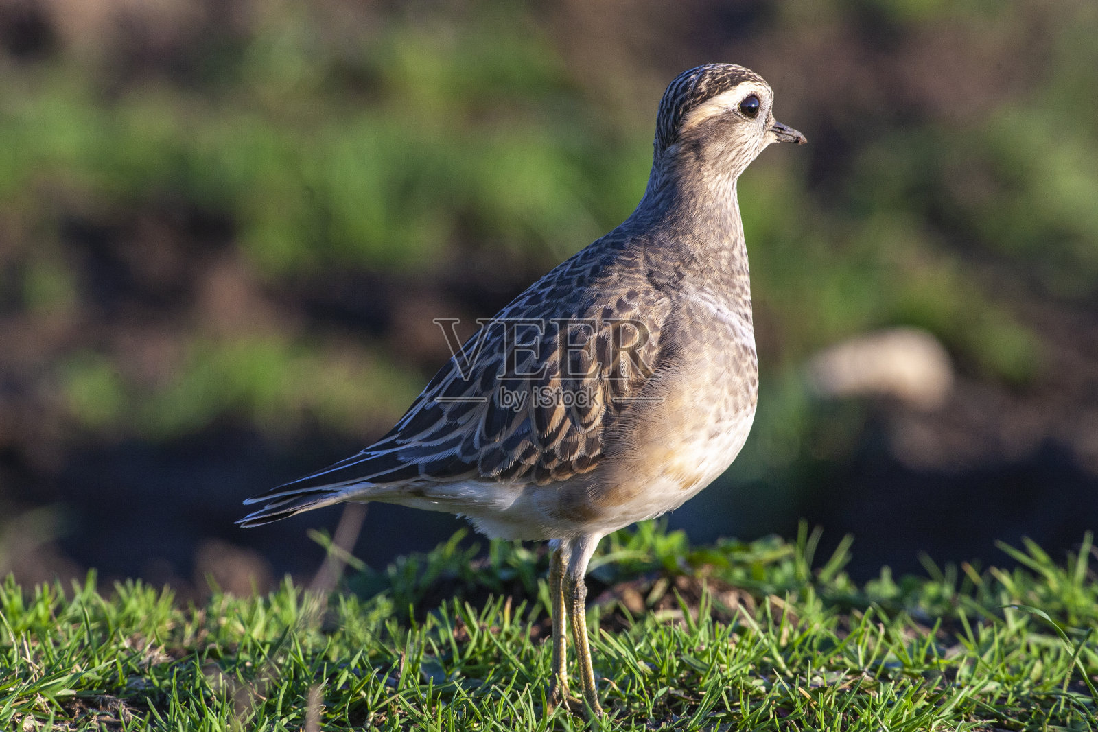 产于欧亚大陆，是一种天然栖息地。照片摄影图片
