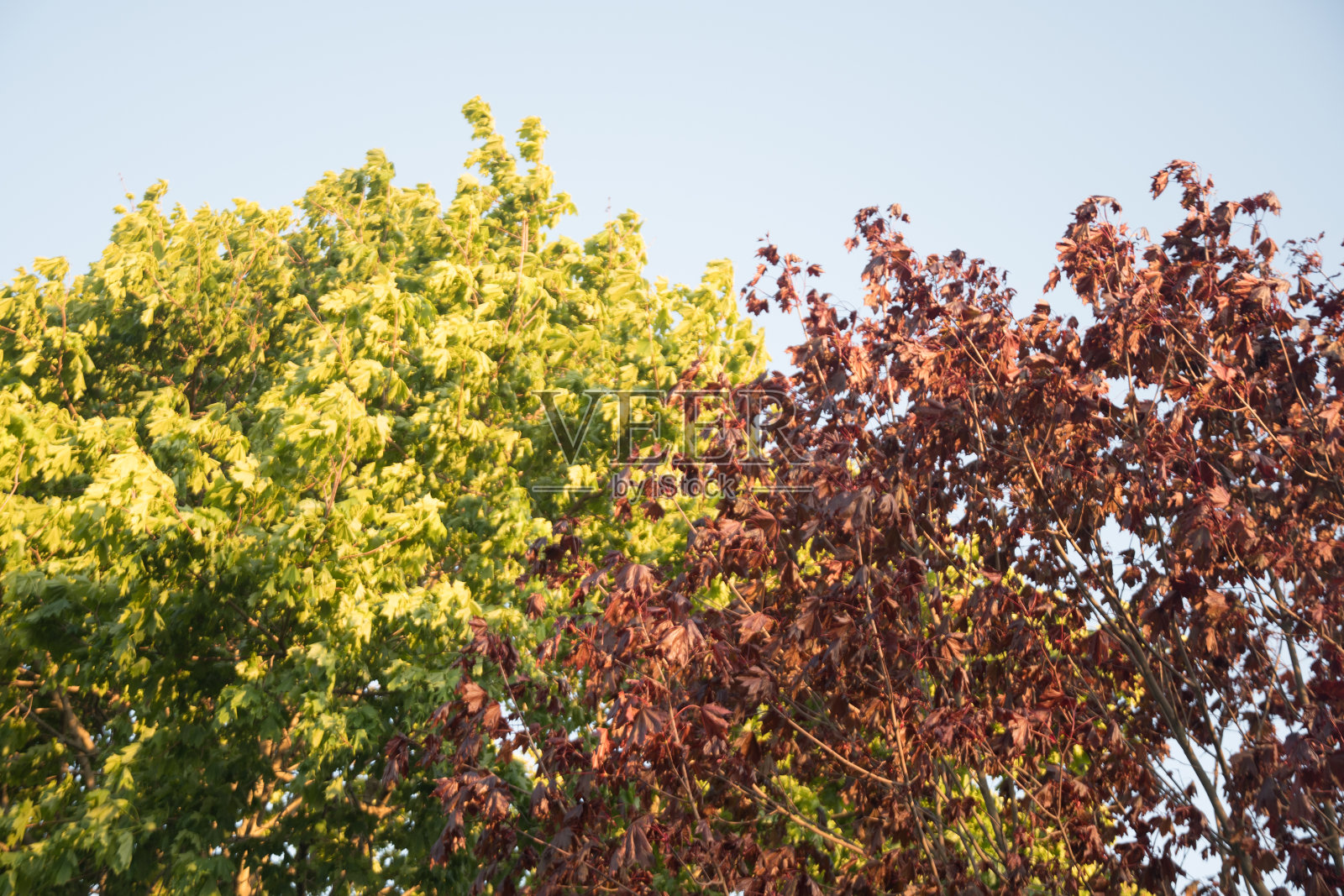树上有绿色和红色的叶子照片摄影图片