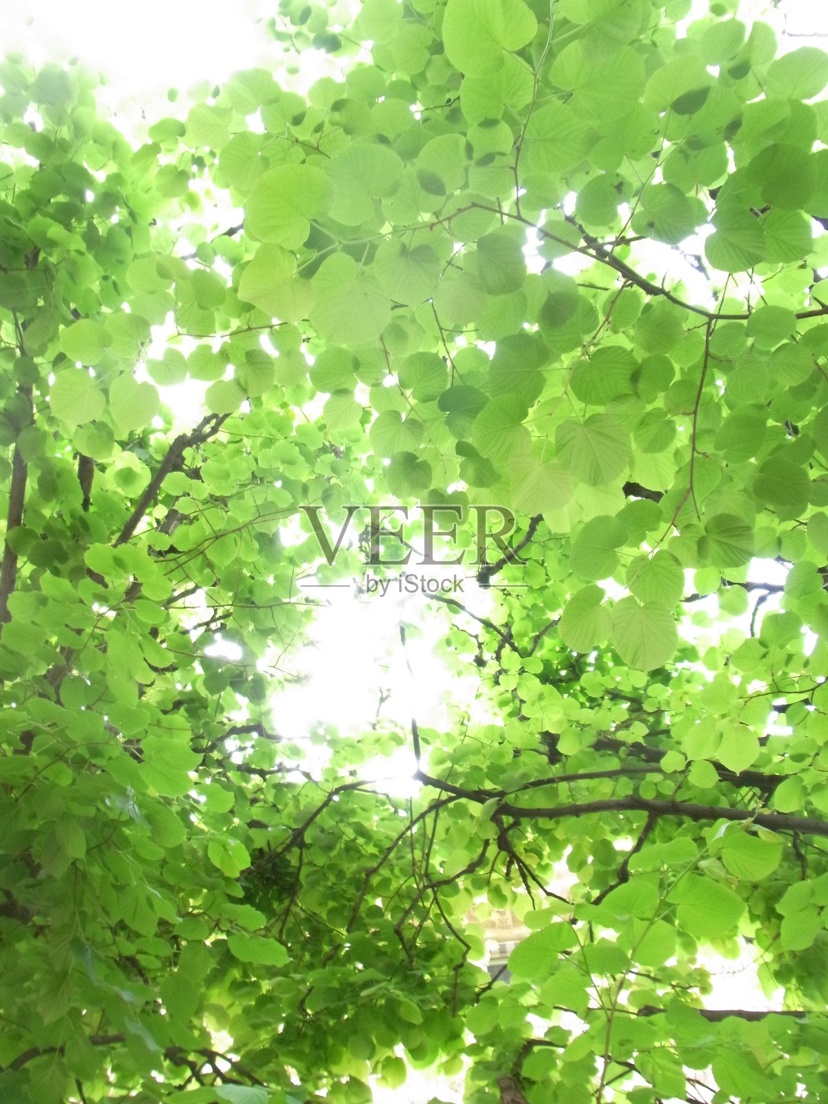 叶照片摄影图片