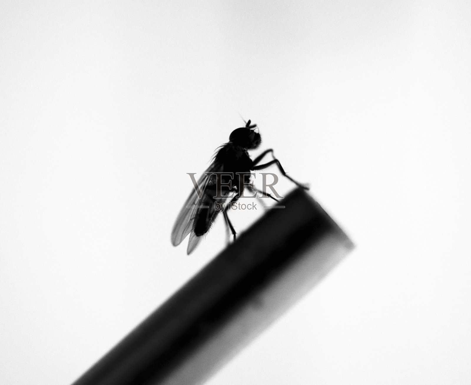 苍蝇，肉苍蝇，剪影，特写，微距，单色，黑白照片摄影图片