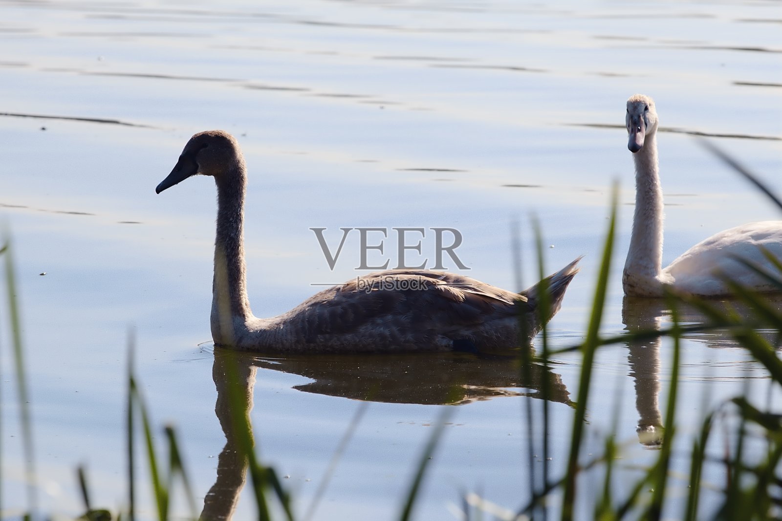 年轻的天鹅在湖边照片摄影图片