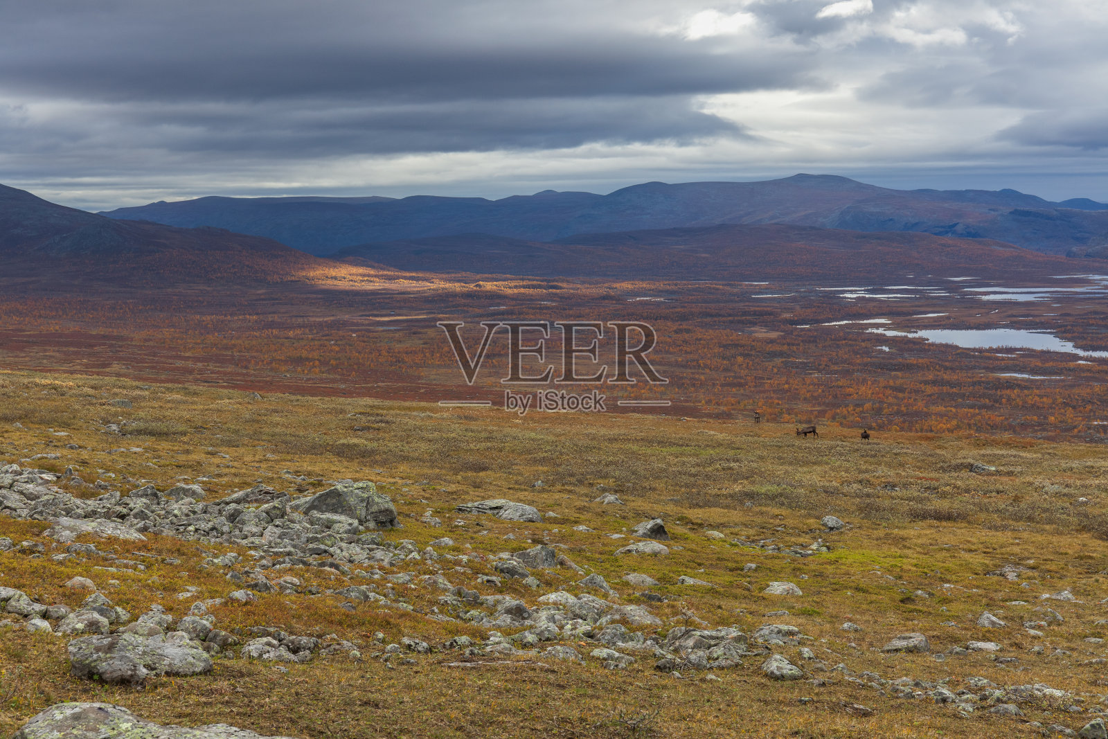 秋日瑞典沙瑞克国家公园，选择性聚焦照片摄影图片