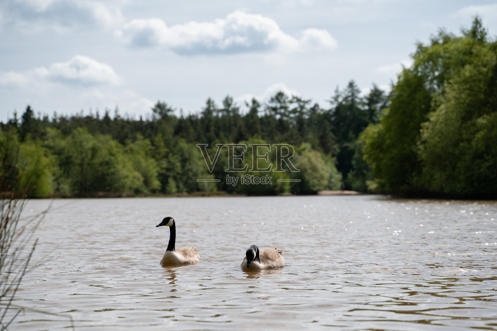 一对鸭子在湖上游泳照片摄影图片