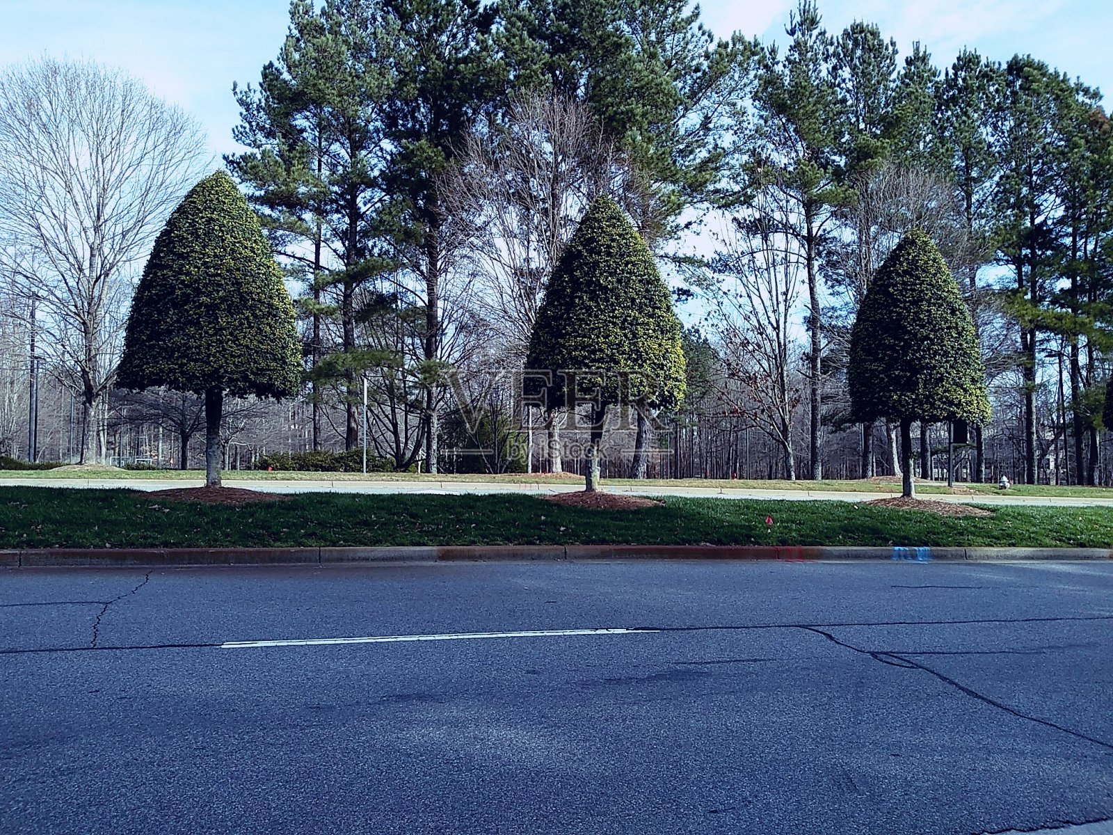 三锥树照片摄影图片