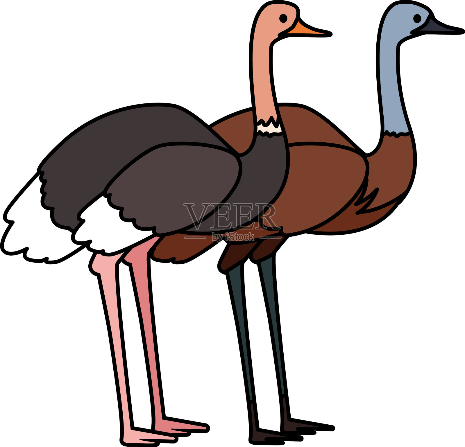 鸸鹋和鸵鸟在白色的背景设计元素图片