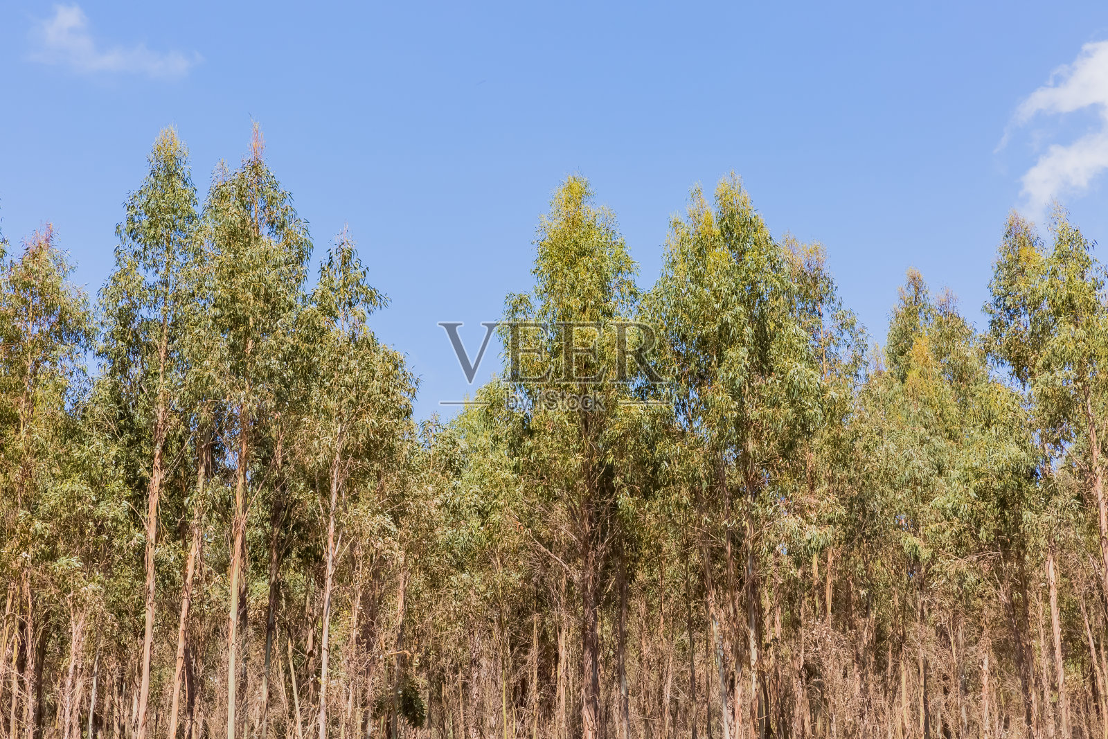 在木片农场的桉树照片摄影图片