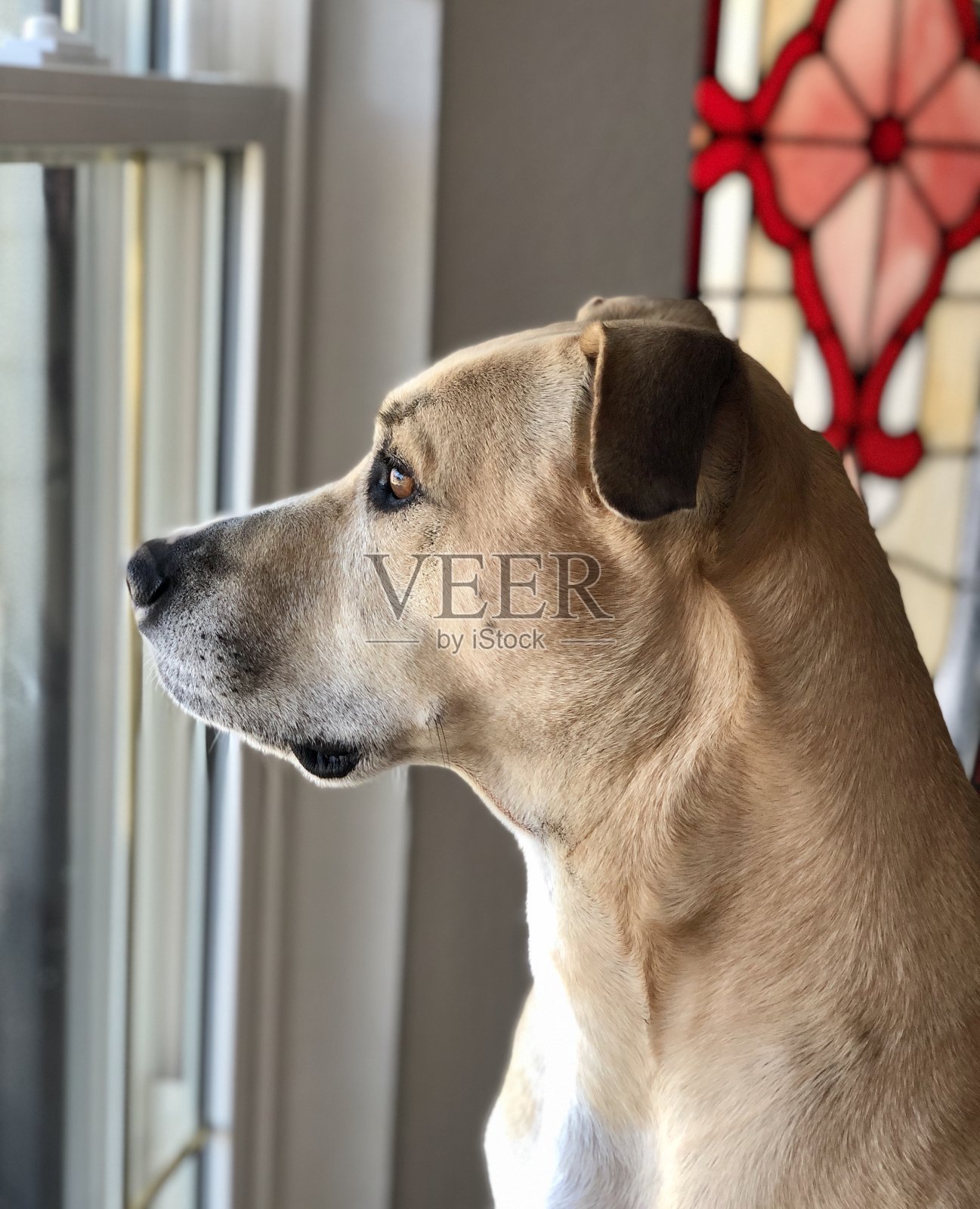 等待小狗照片摄影图片