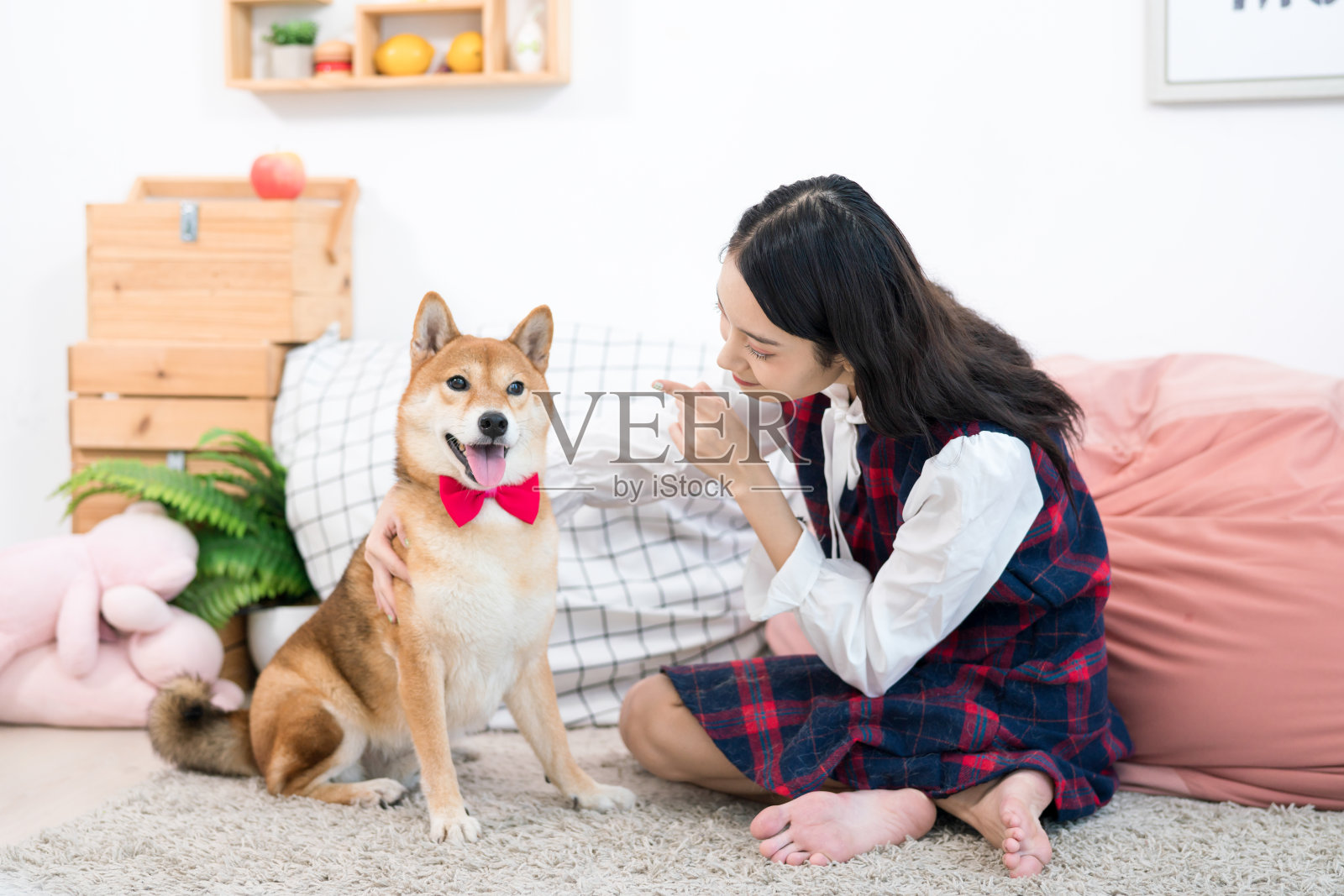 亚洲妇女在客厅里教她们的狗。女孩训练日本柴犬。照片摄影图片
