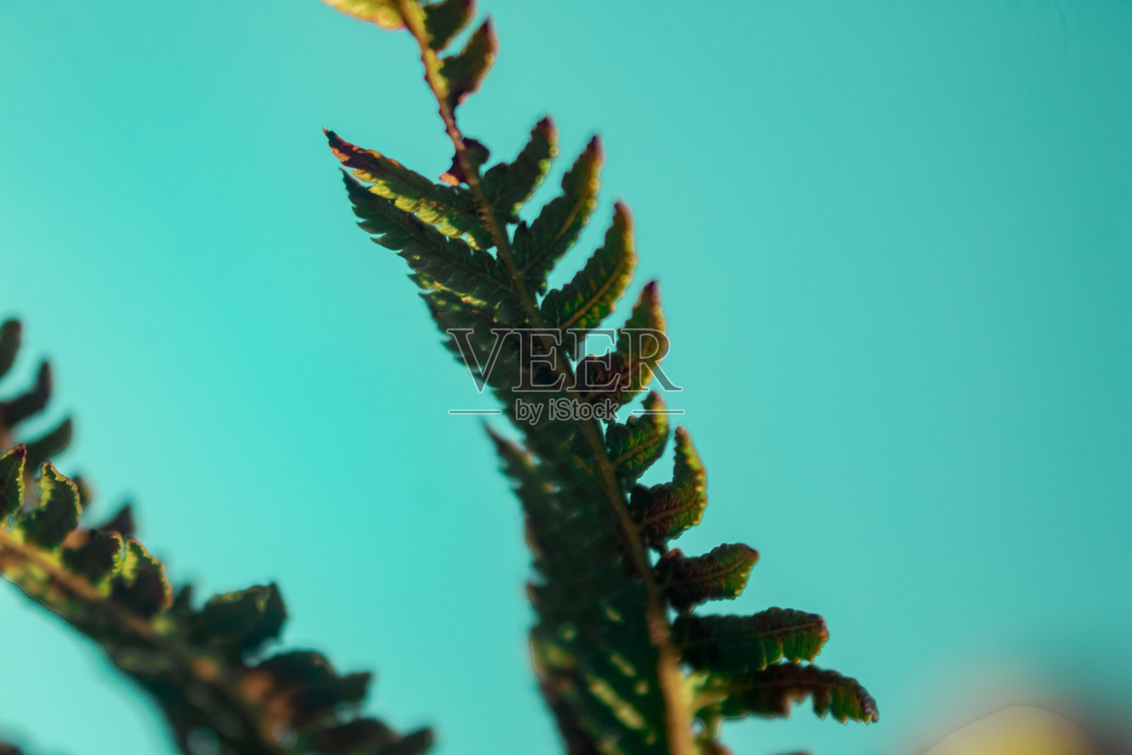 植物和自然照片摄影图片