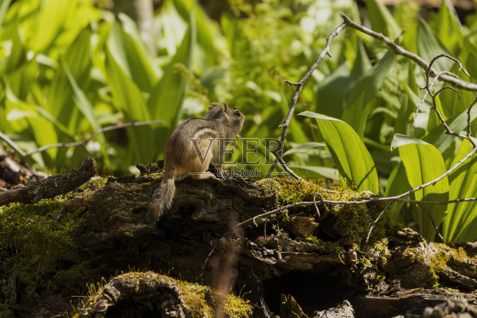东部花栗鼠是生活在北美东部的啮齿类动物照片摄影图片