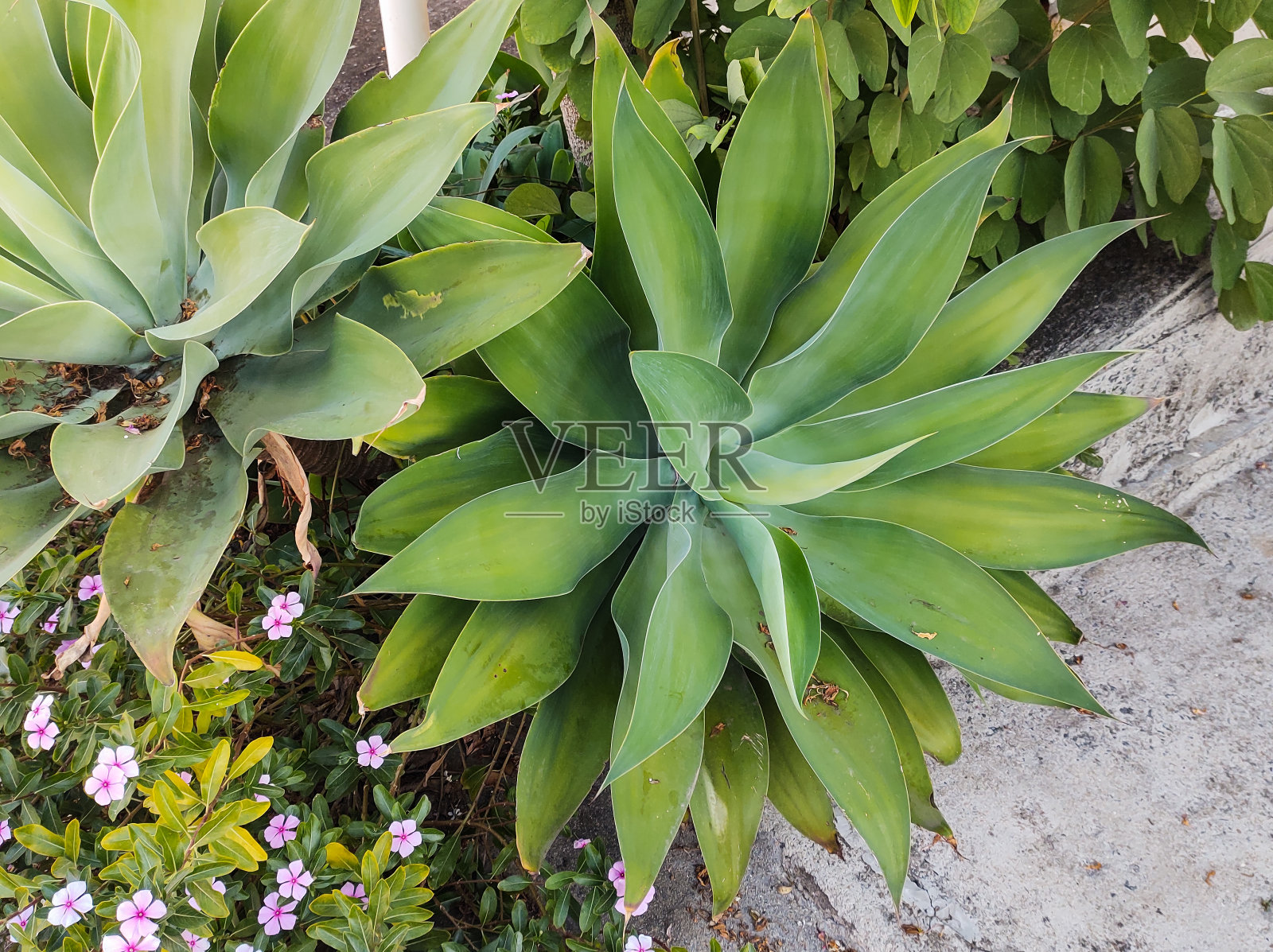 花园床上的龙舌兰灌木。照片摄影图片