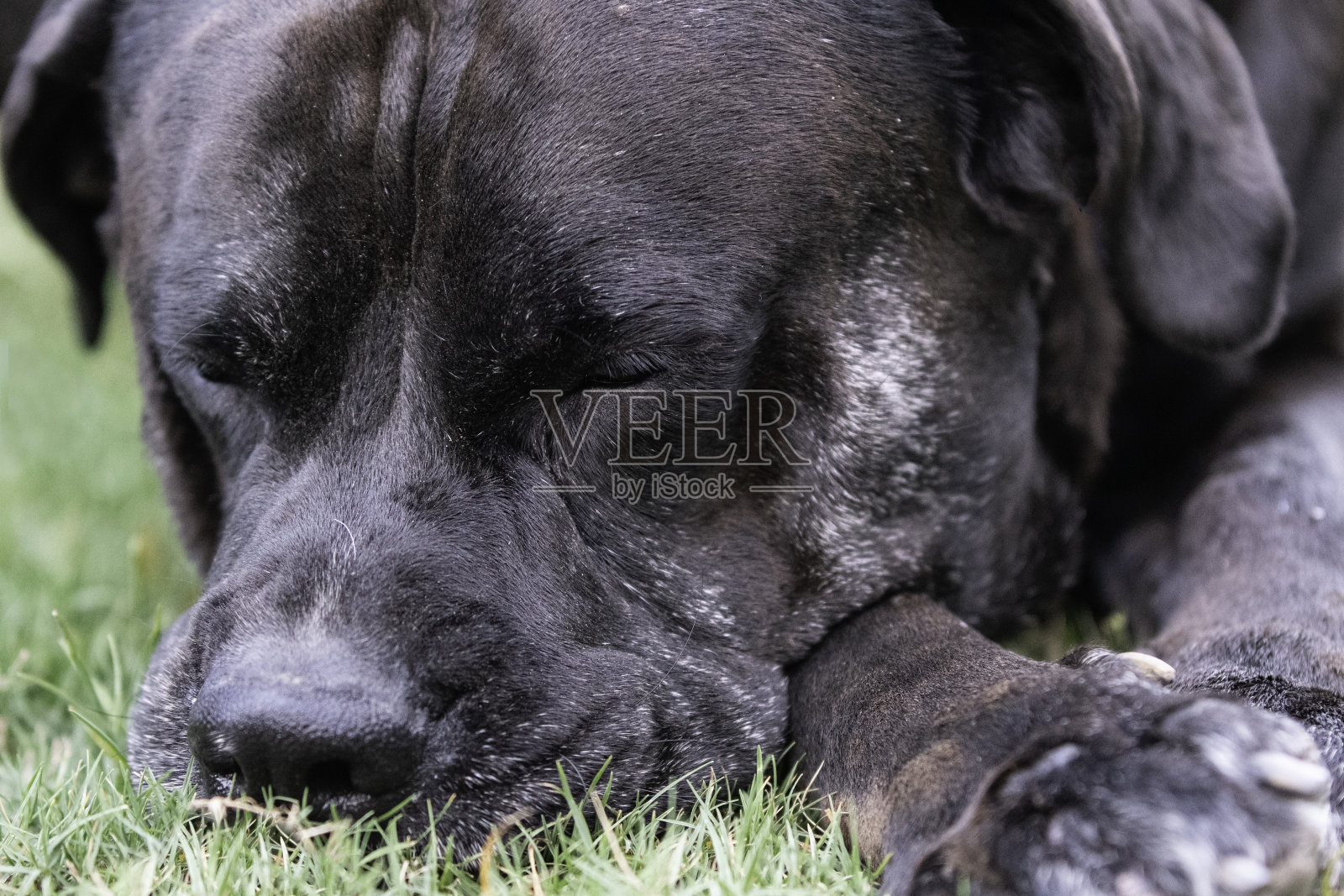 老黑狗打盹的特写照片摄影图片