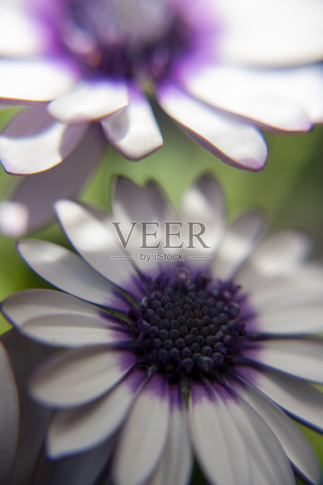 紫色的非洲菊照片摄影图片