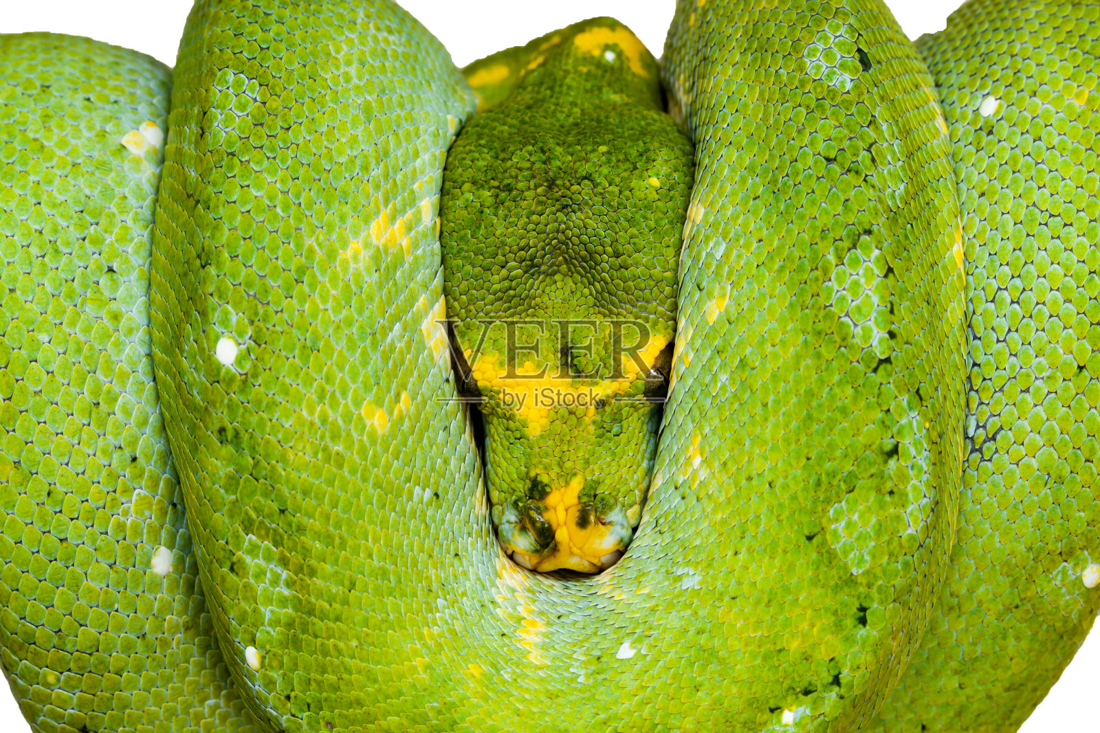 青树python照片摄影图片