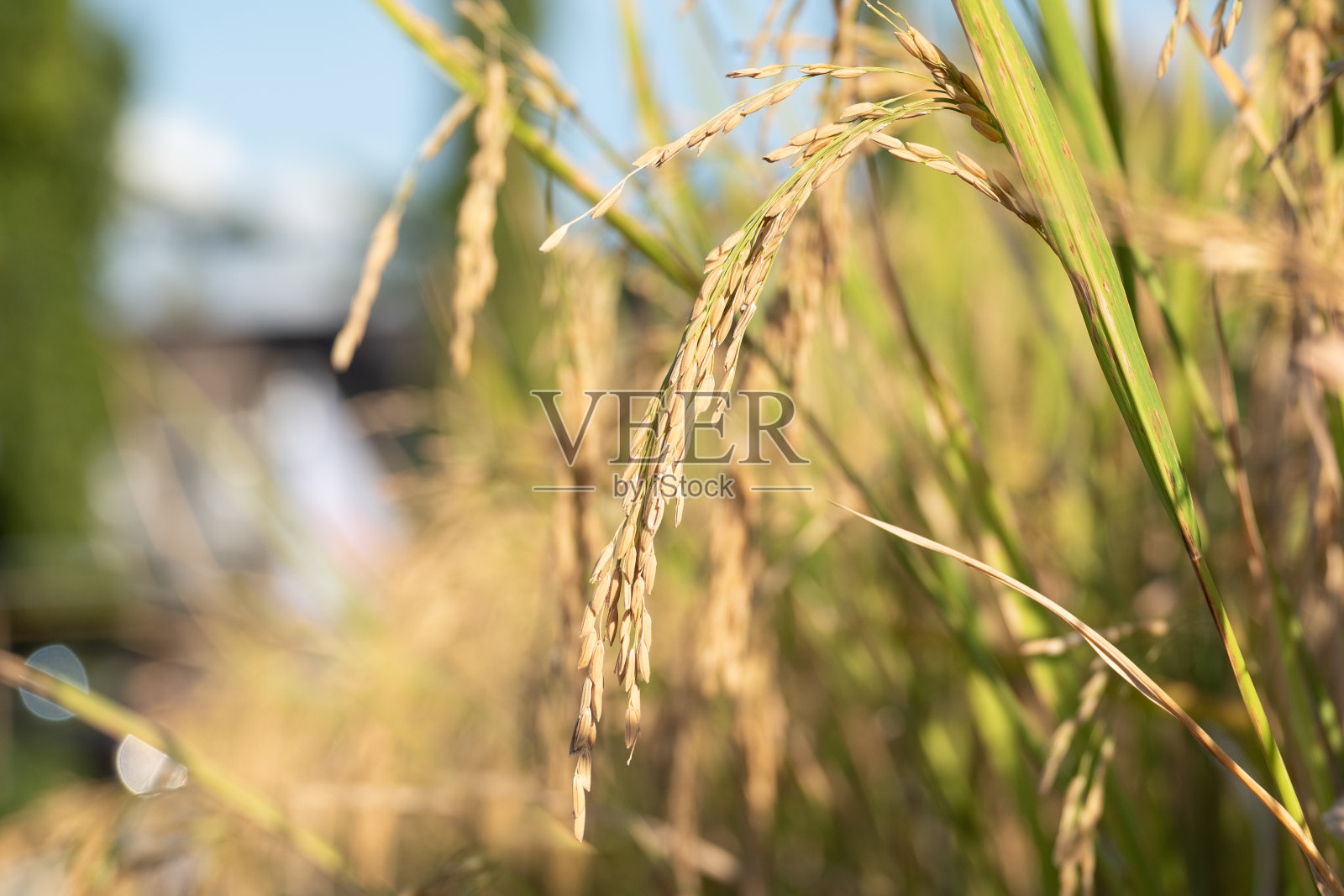 美丽的水稻和叶片在植物田准备作物或收获的自然背景概念农业照片摄影图片