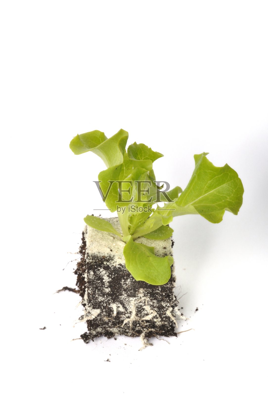 巴达维亚沙拉植物照片摄影图片