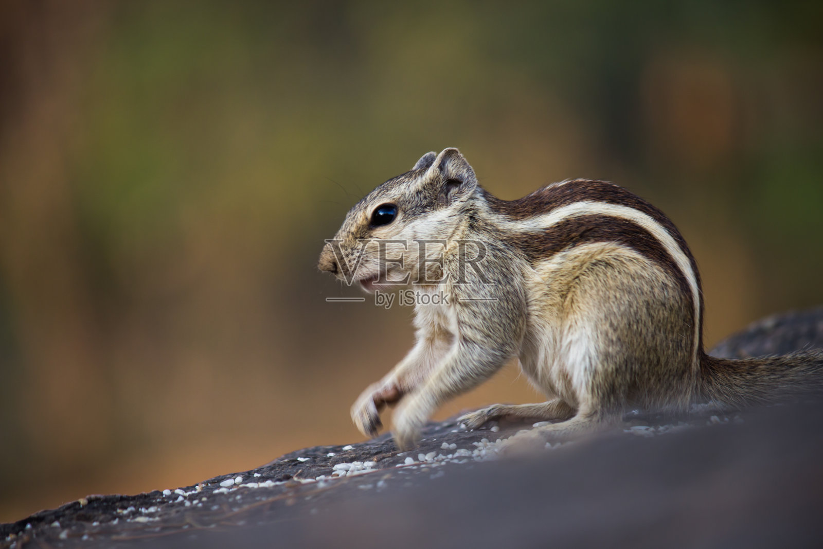 松鼠照片摄影图片
