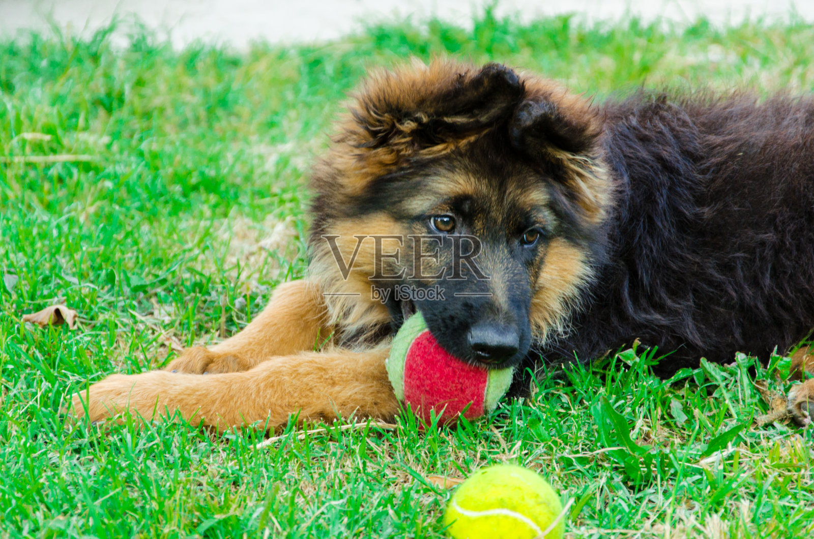 德国牧羊犬的小狗。照片摄影图片