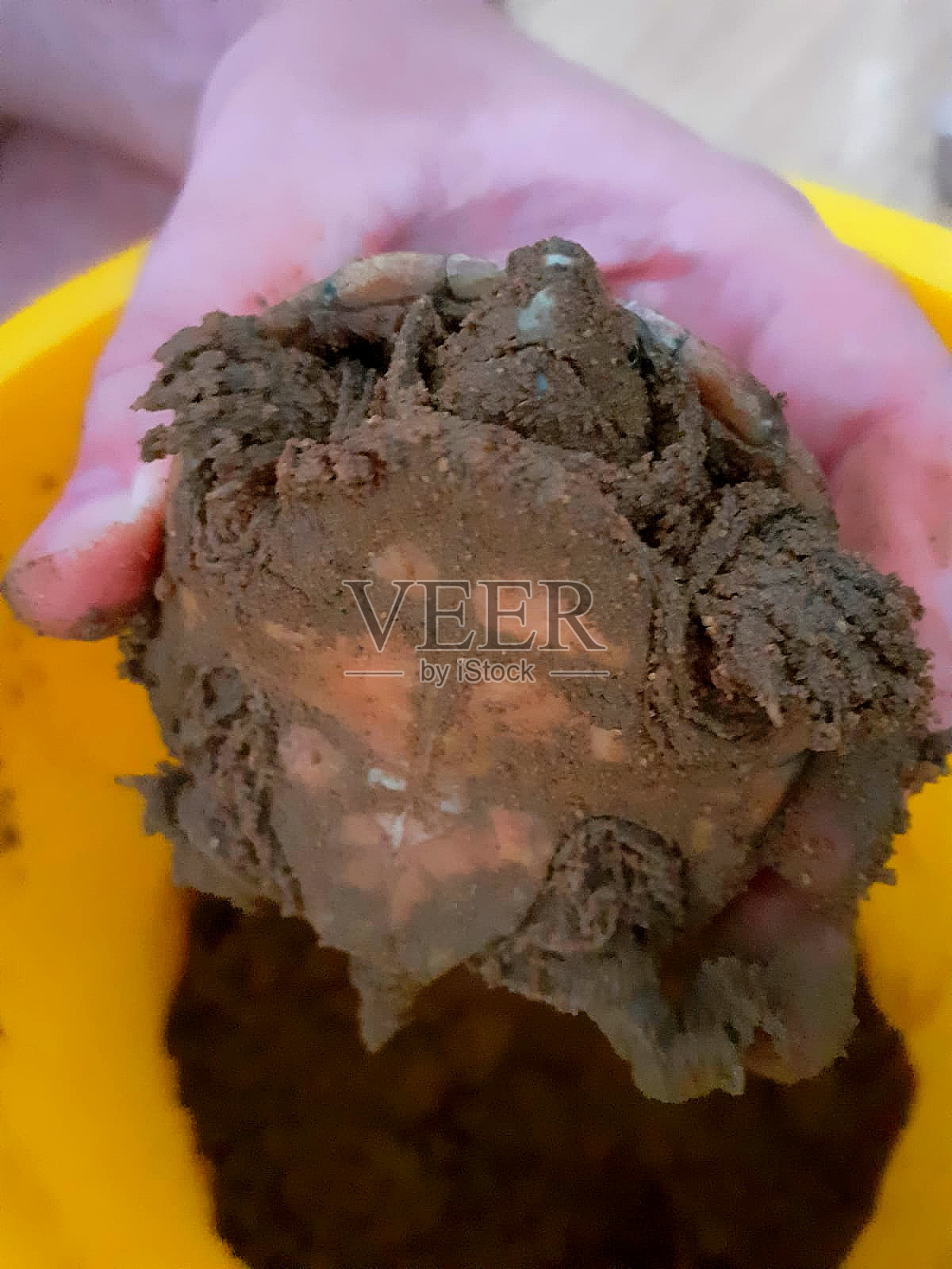 产下卵后的雌麝香龟照片摄影图片