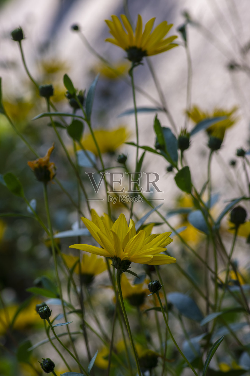 向日葵黄菊芋花盛开，美丽的食用开花植物照片摄影图片