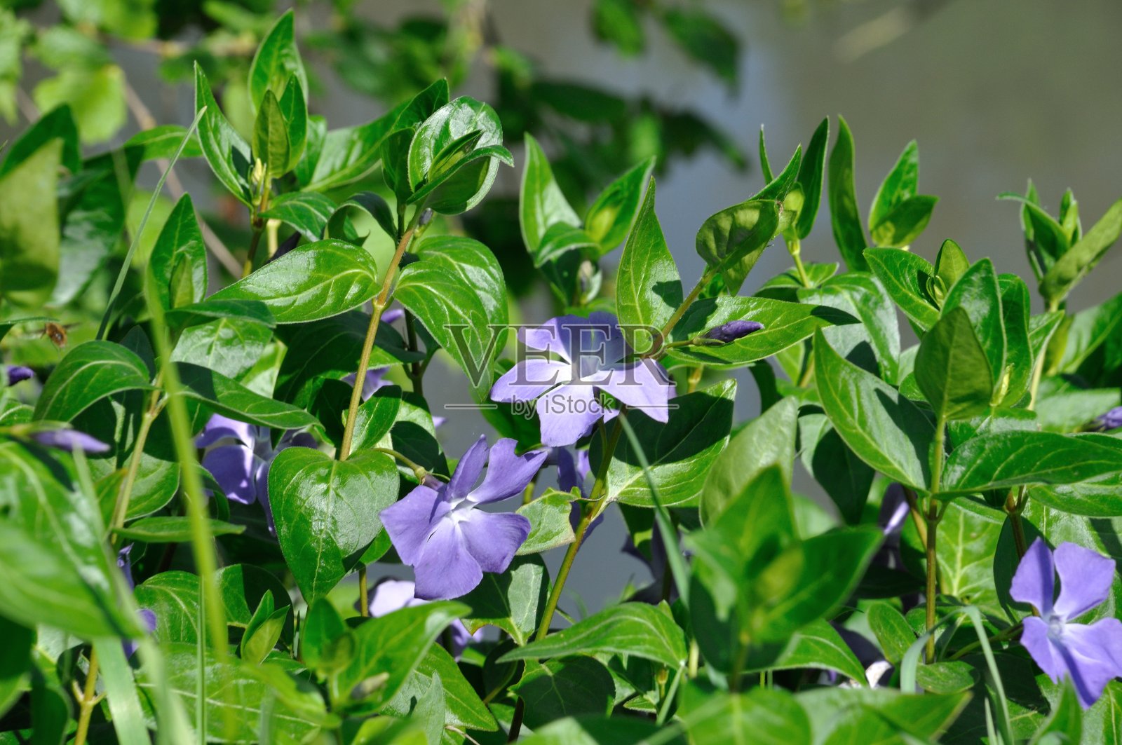 花园里盛开的长春花照片摄影图片