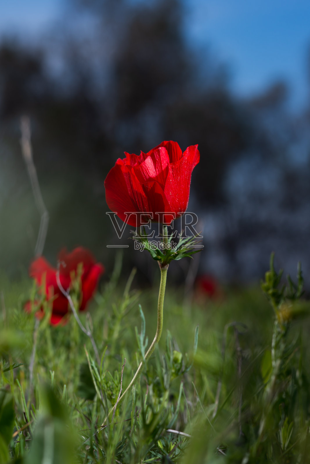 红色花毛茛花照片摄影图片