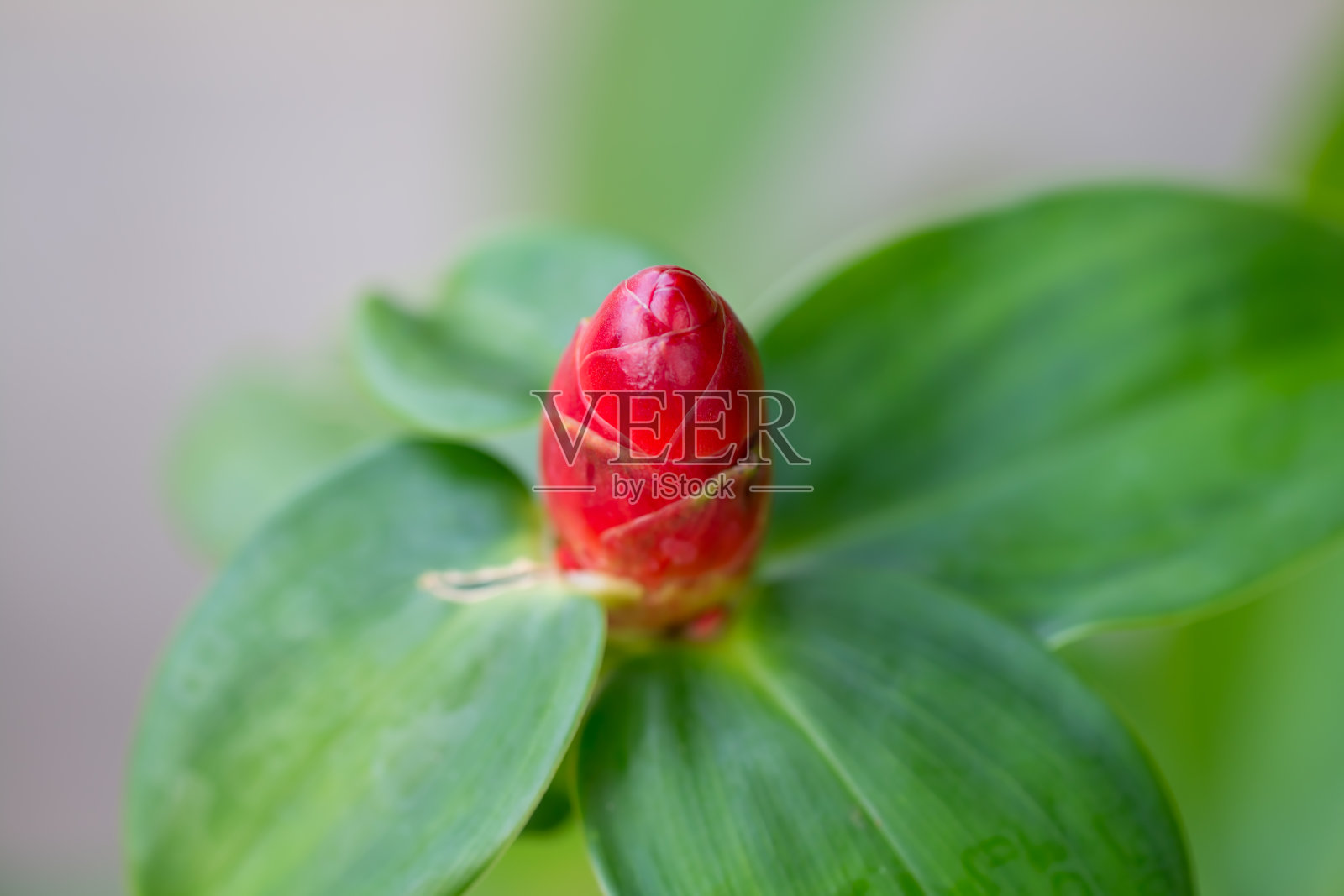 户外的红色埃特林格拉花的特写。一些elatior花的叶子附着在花上，有一个清晰的绿色背景。照片部分清晰。照片摄影图片