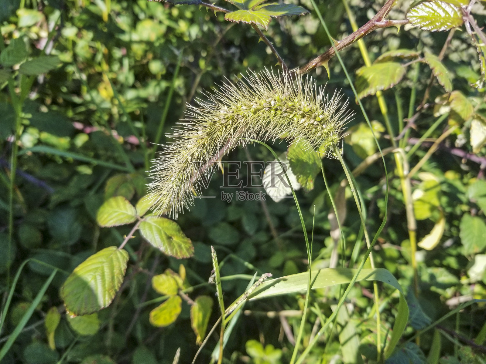 绿色的狐尾草或刚毛草照片摄影图片