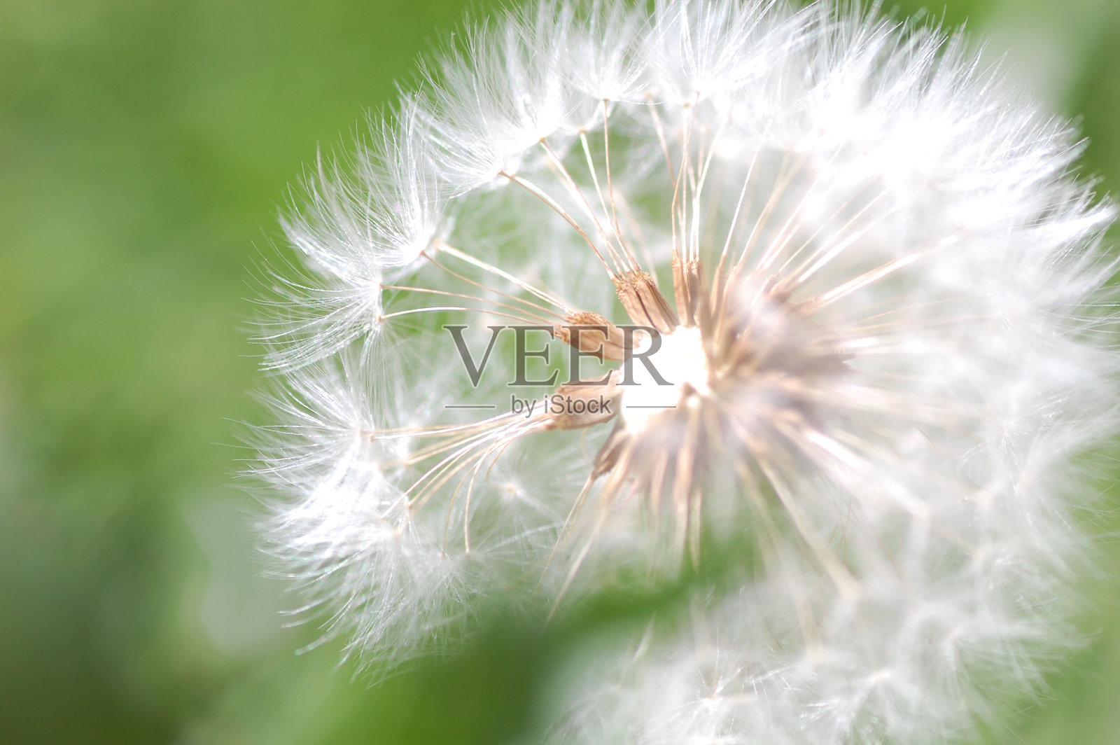 详细的天使照片摄影图片