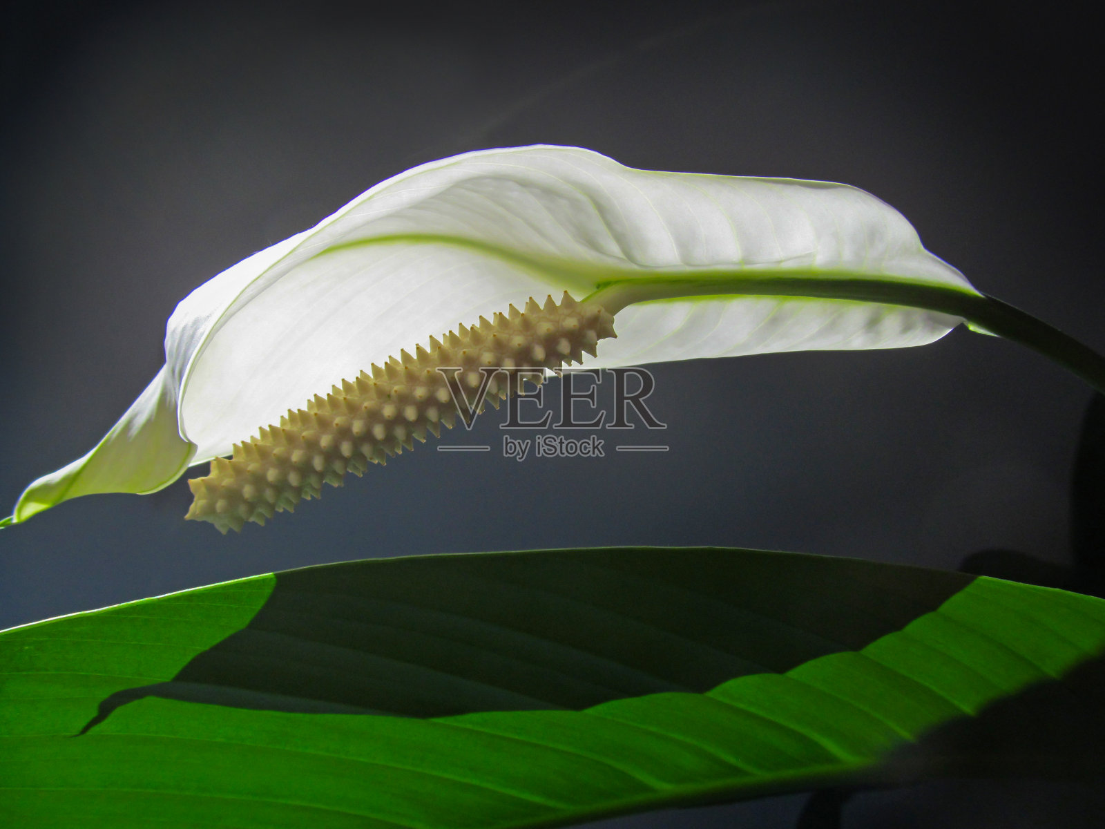 一种白花和白叶。照片摄影图片