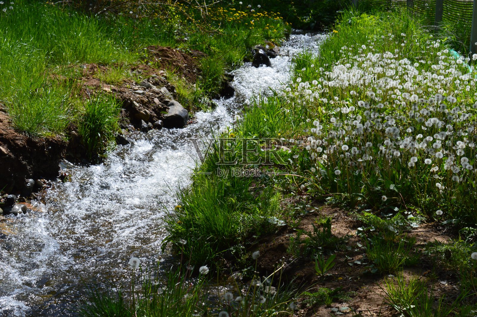 长满蒲公英的草地和一条小溪照片摄影图片