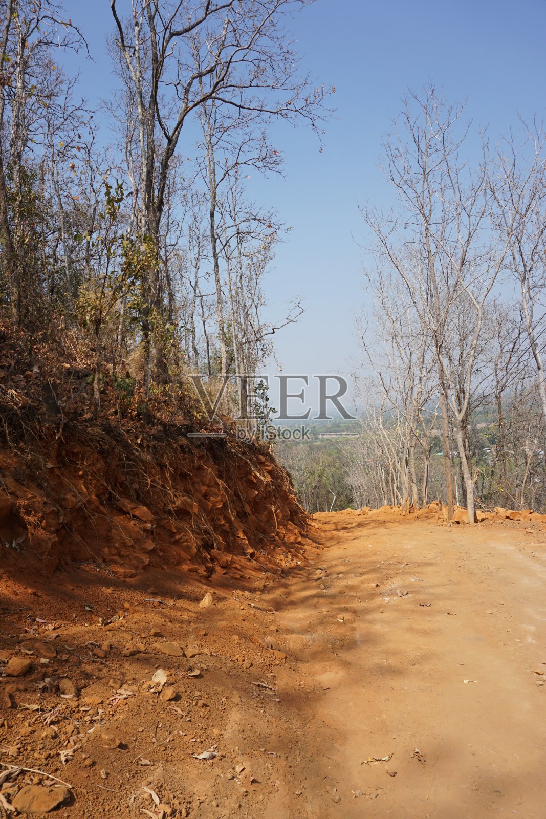 亚洲的森林砍伐是用当地的丛林树木和植物雕刻而成的道路照片摄影图片