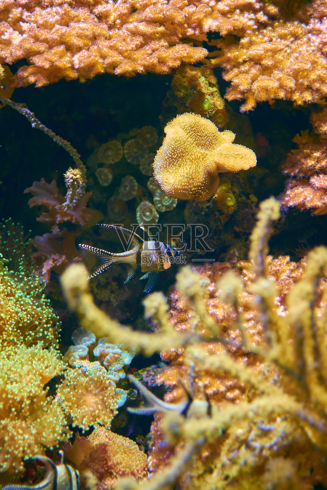 珊瑚礁和鱼照片摄影图片