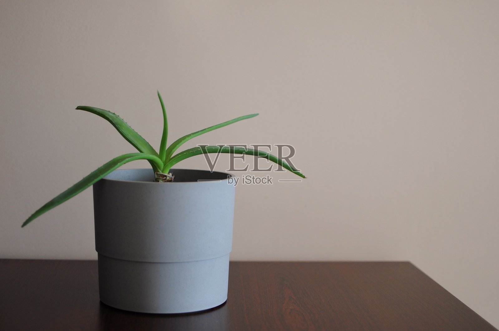 近景现代芦荟家植物。最小的室内风格。文本的空白位置照片摄影图片