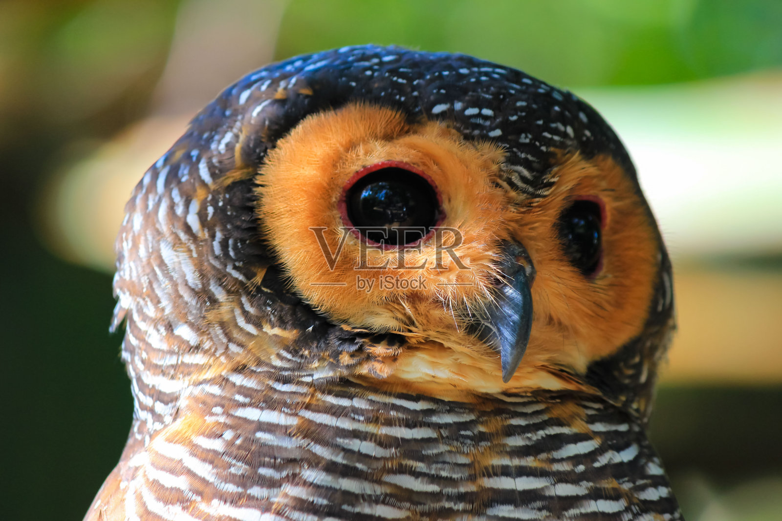 猫头鹰的观点在近距离为自然和鸟类摄影照片摄影图片