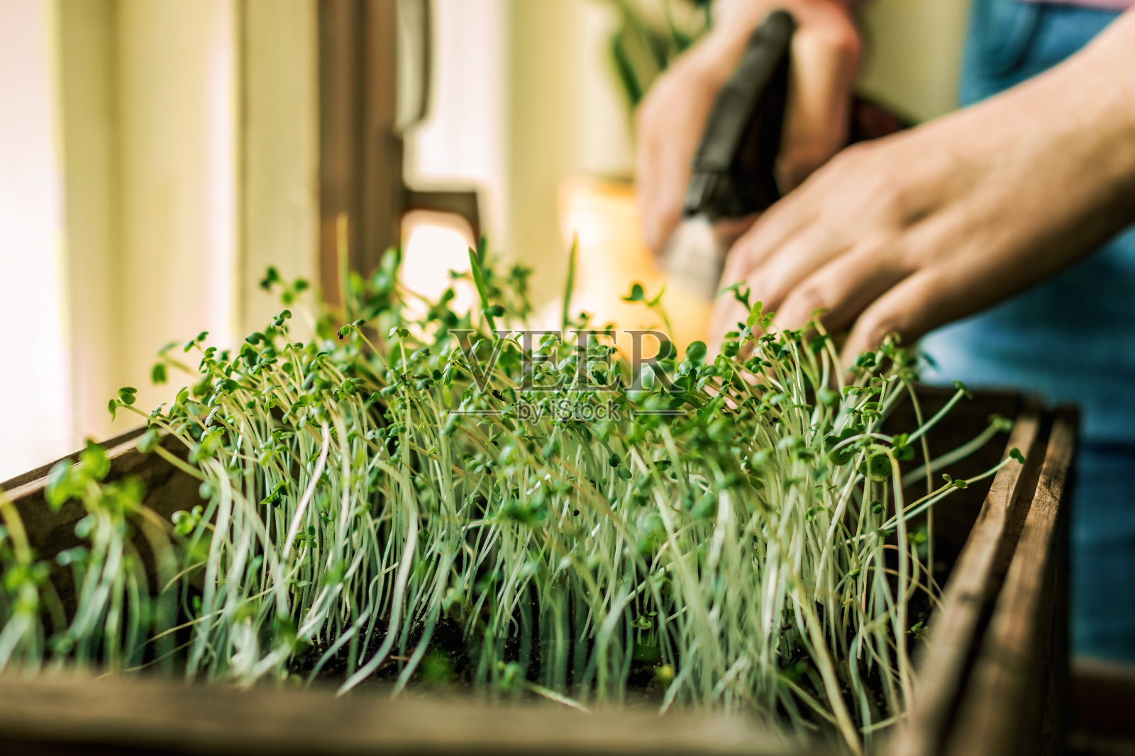 植物和花。照片摄影图片