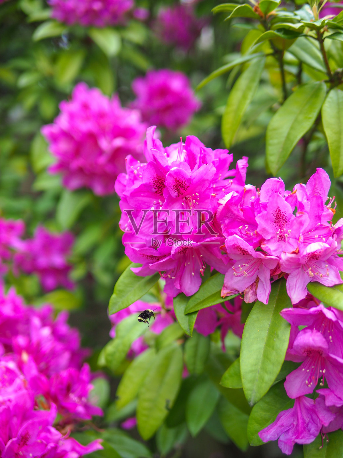 有一只蜜蜂的紫粉色杜鹃花照片摄影图片