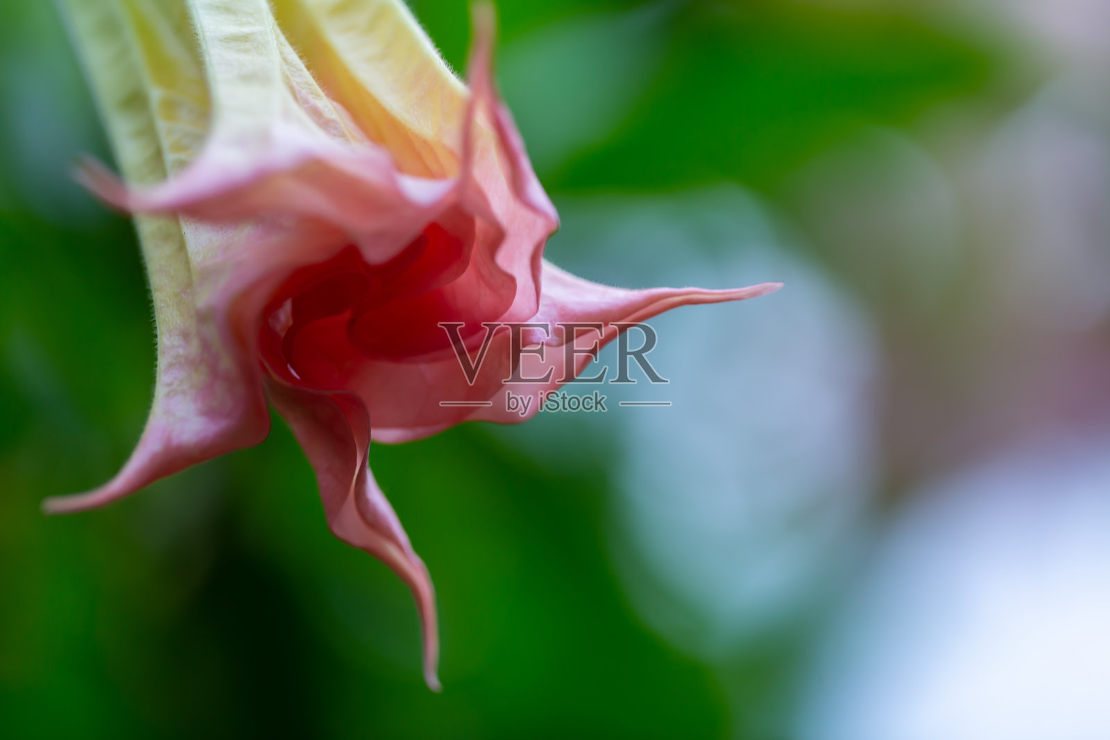 曼陀罗照片摄影图片