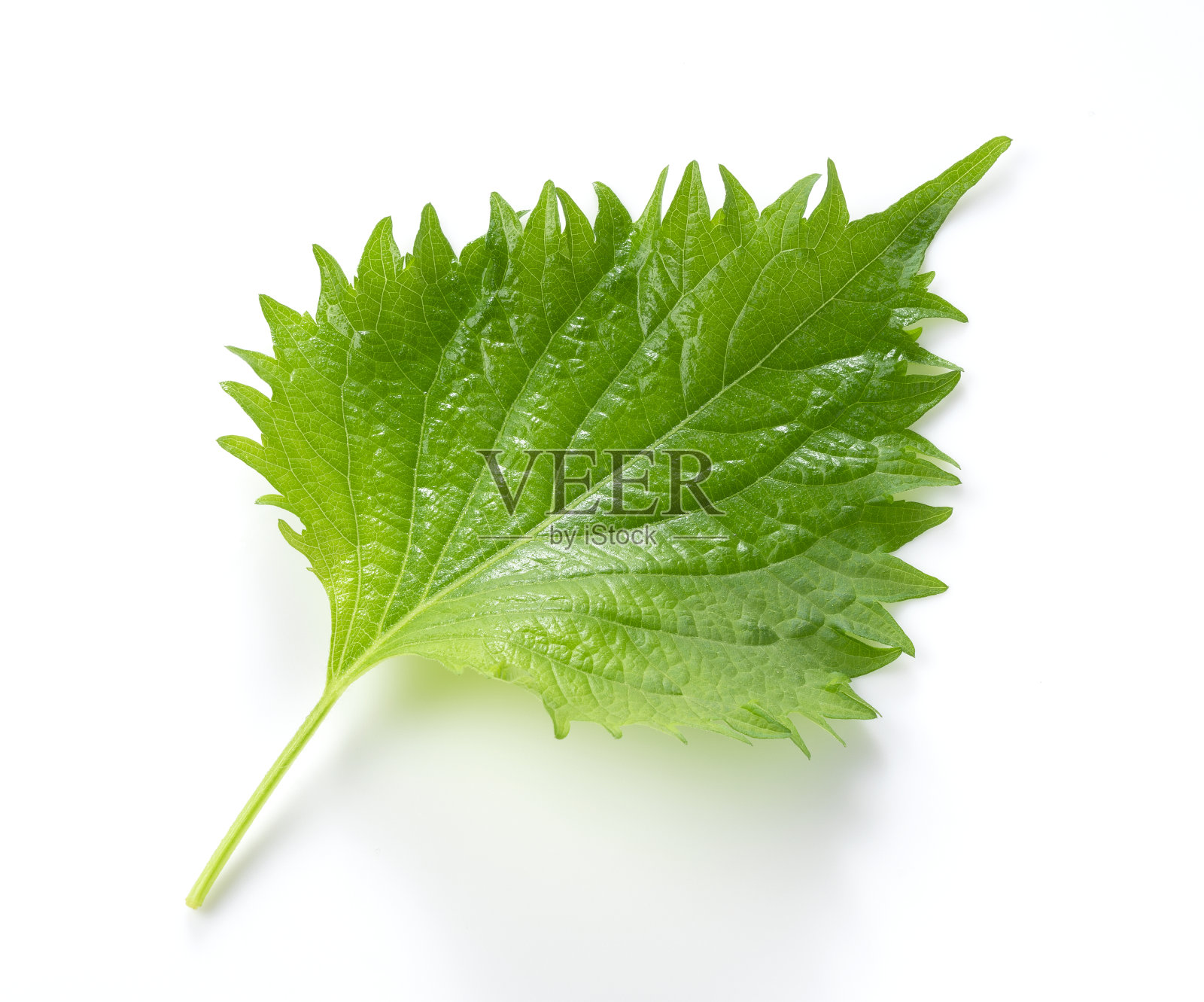 紫杉的叶子在白色的背景照片摄影图片