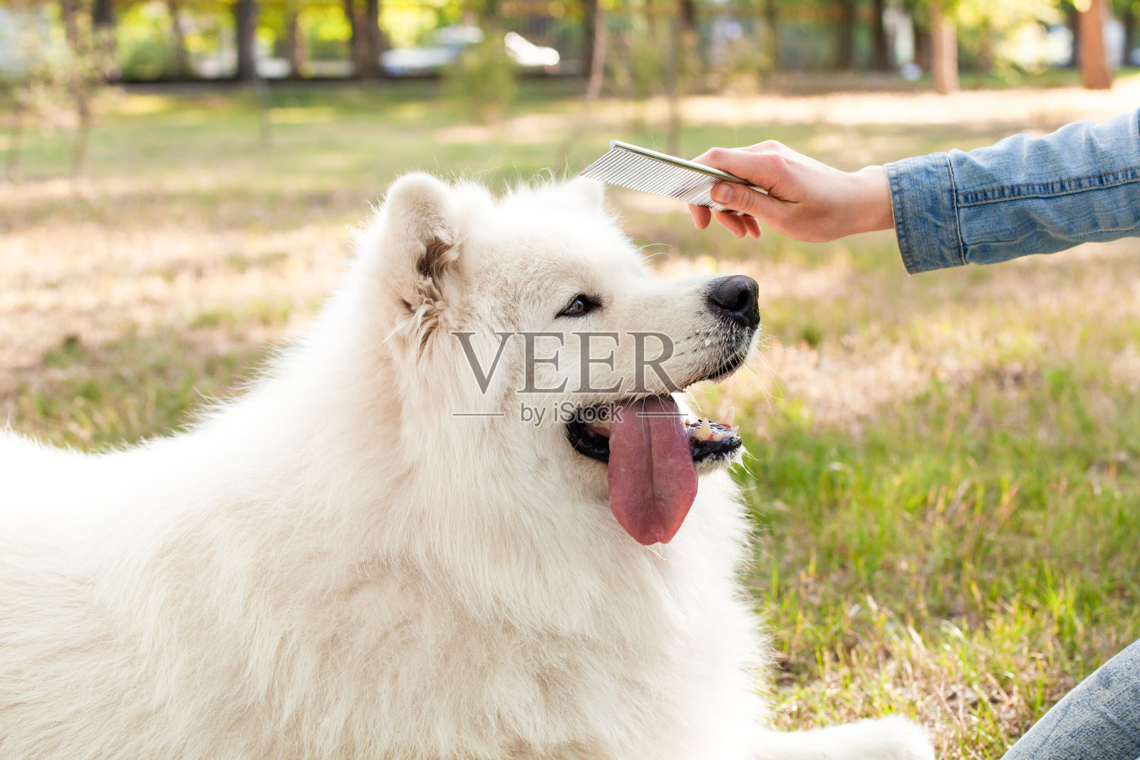 爱情，友情，爱护动物。照片摄影图片