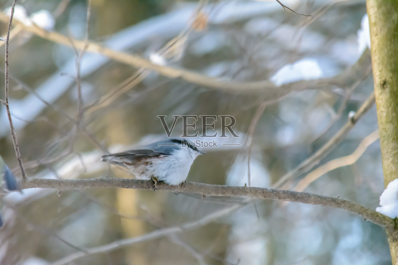森林里的鸟冬天住在喂食器附近照片摄影图片