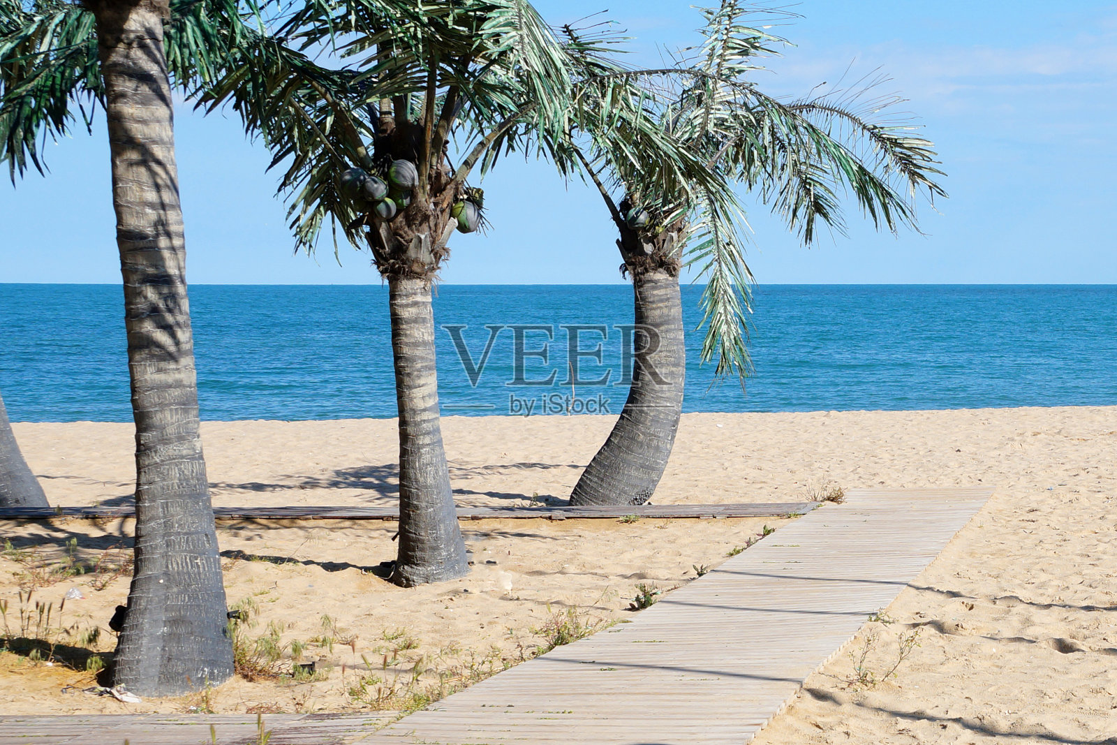 空旷沙滩上的棕榈树照片摄影图片