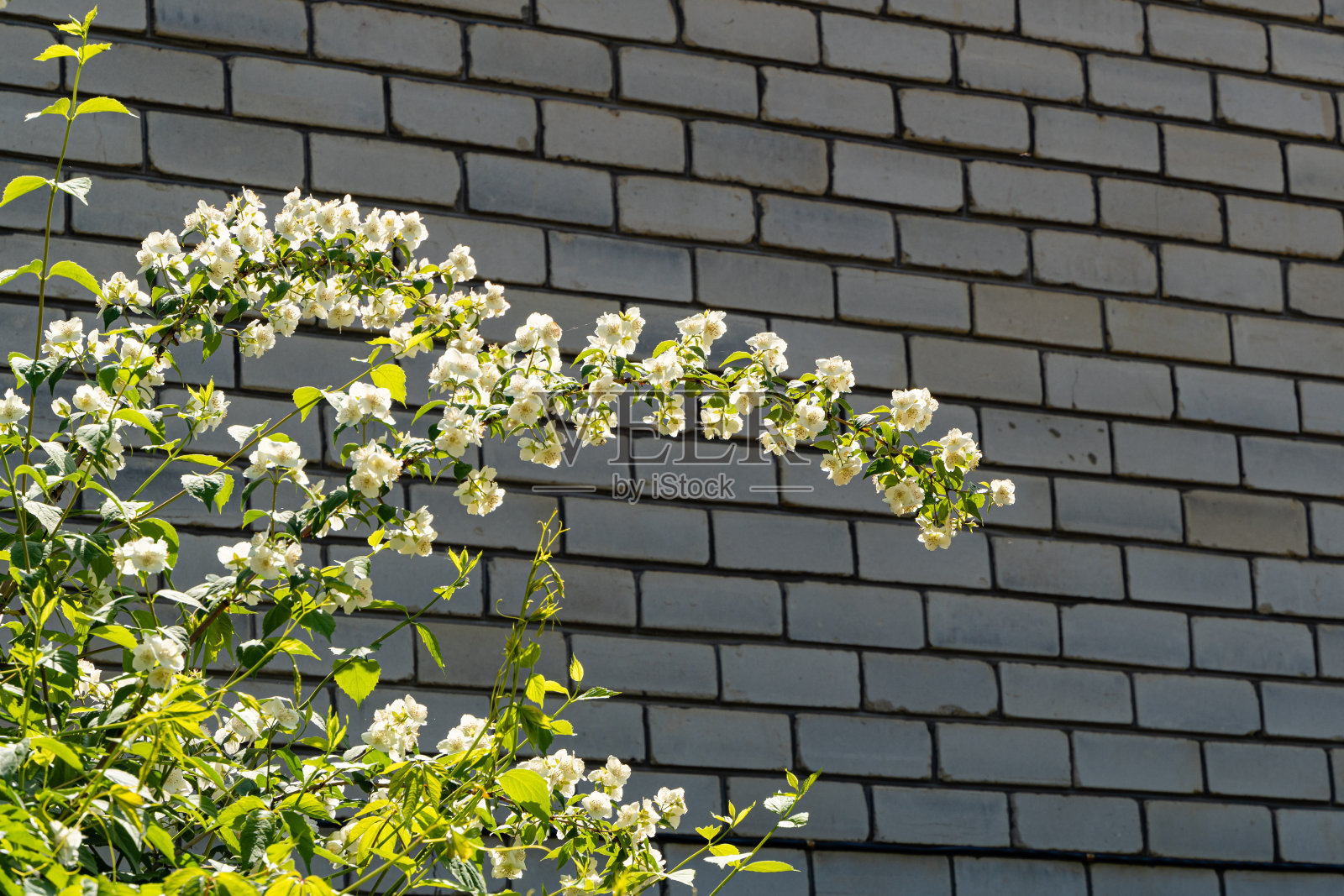 白砖墙背景上的茉莉花灌木枝条。特写镜头。维护花园。阳光明媚的春天。设计的自然概念。照片摄影图片
