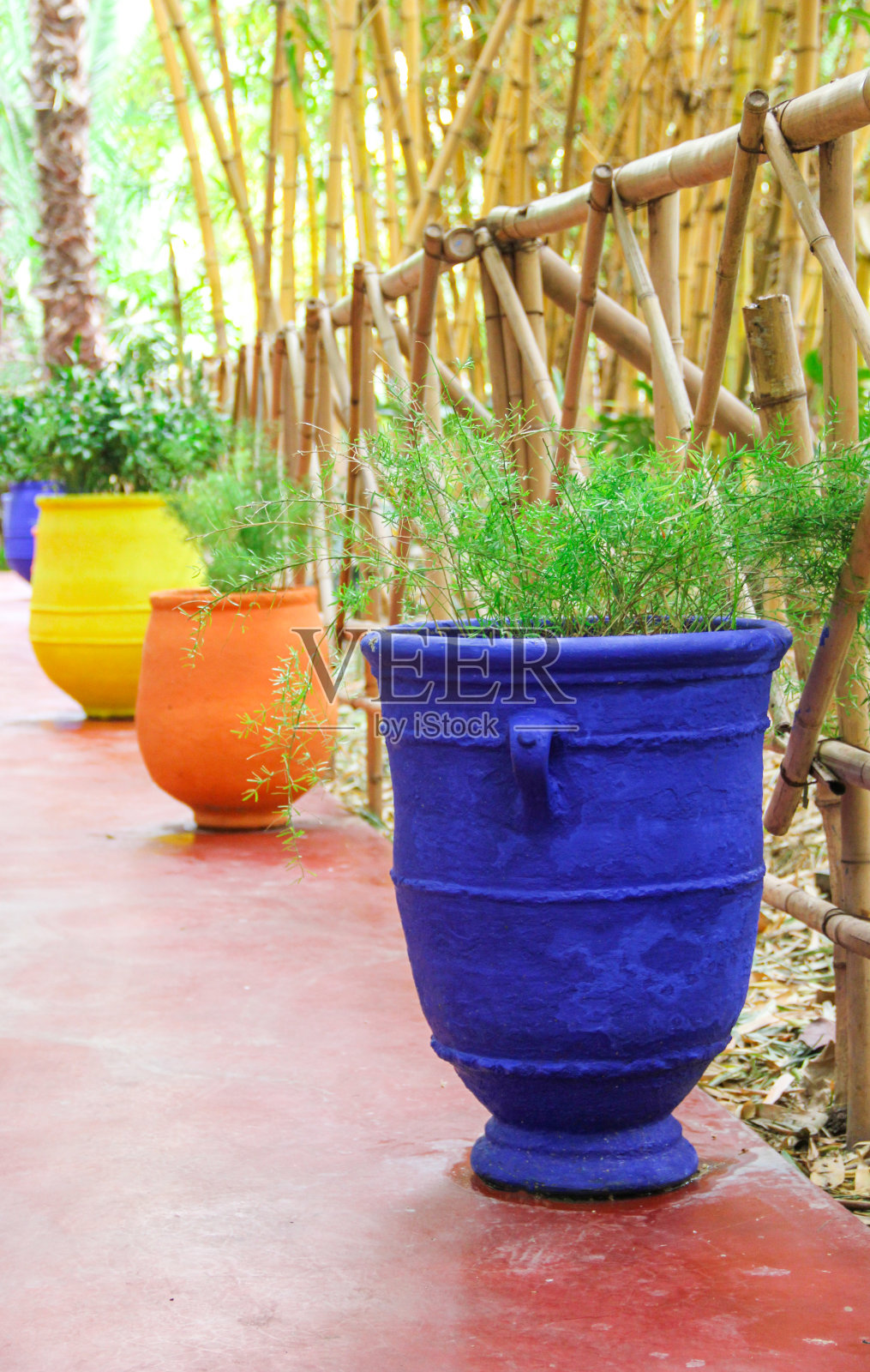 花园里五颜六色的花盆里的植物照片摄影图片