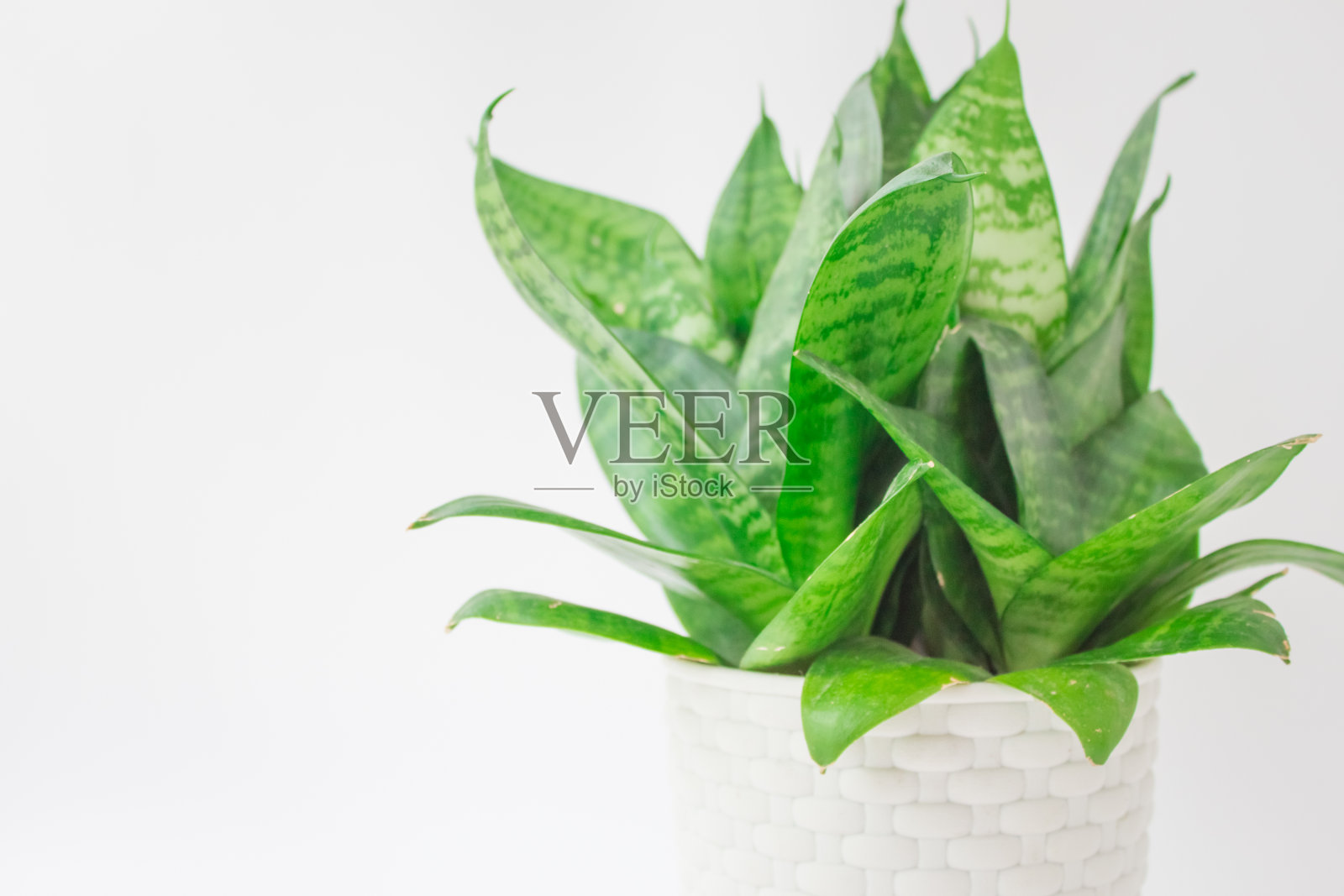 多肉植物的叶子，有文字空间。地板上的白色花盆。照片摄影图片