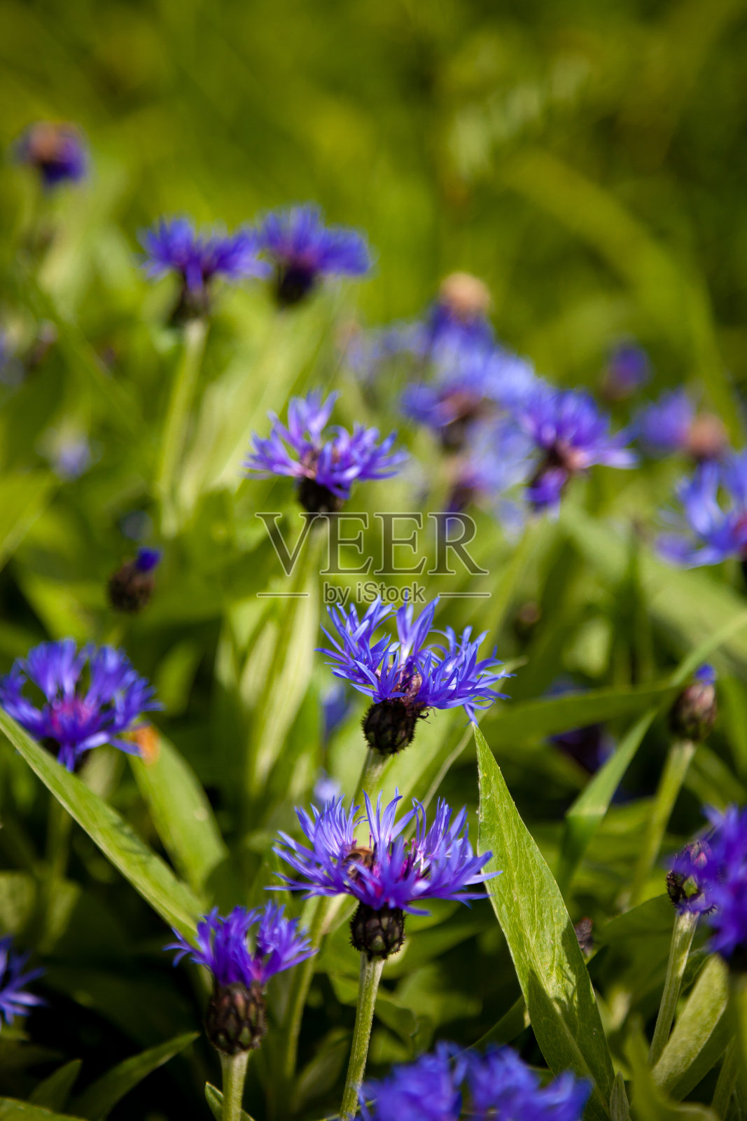 蓝色的花，在花园里的矢车菊。花坛里的矢车菊。夏天的野花照片摄影图片