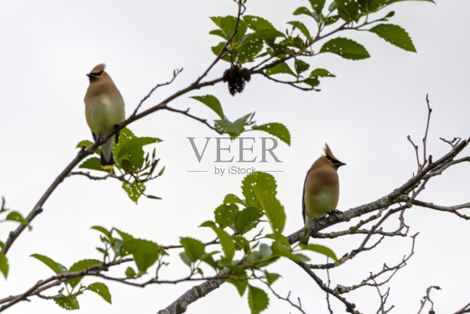 两只雪松蜡翼栖息在一棵树上照片摄影图片