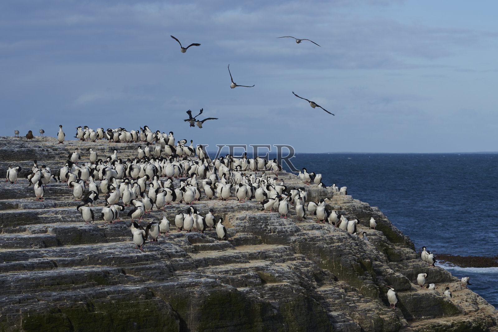 福克兰群岛的鸬鹚国王照片摄影图片