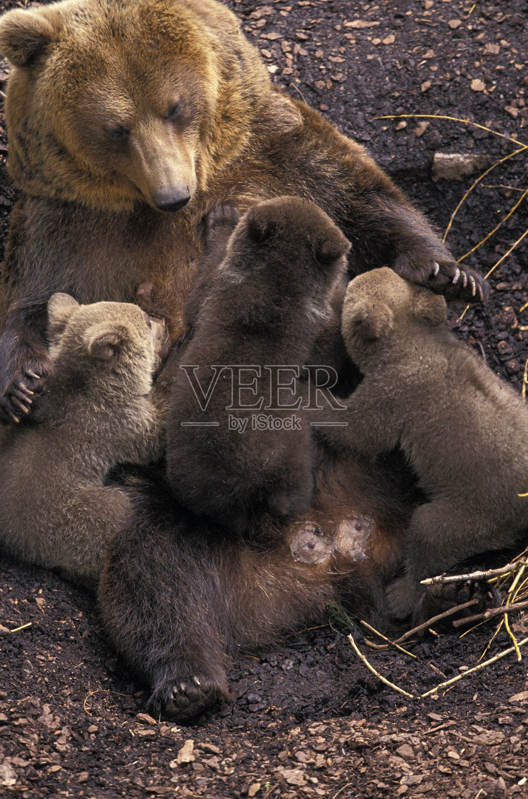 棕熊，母熊和幼仔哺乳照片摄影图片