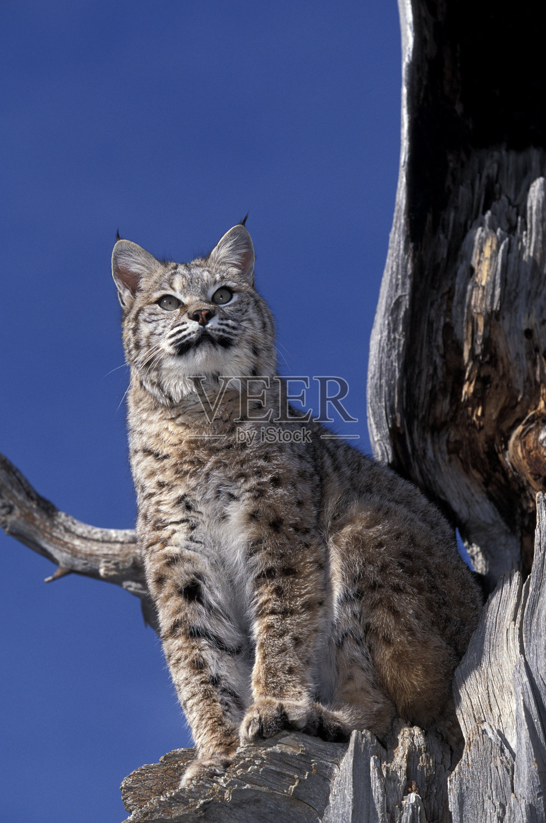 加拿大山猫鲁弗斯，成年山猫站在树上，环顾四周照片摄影图片